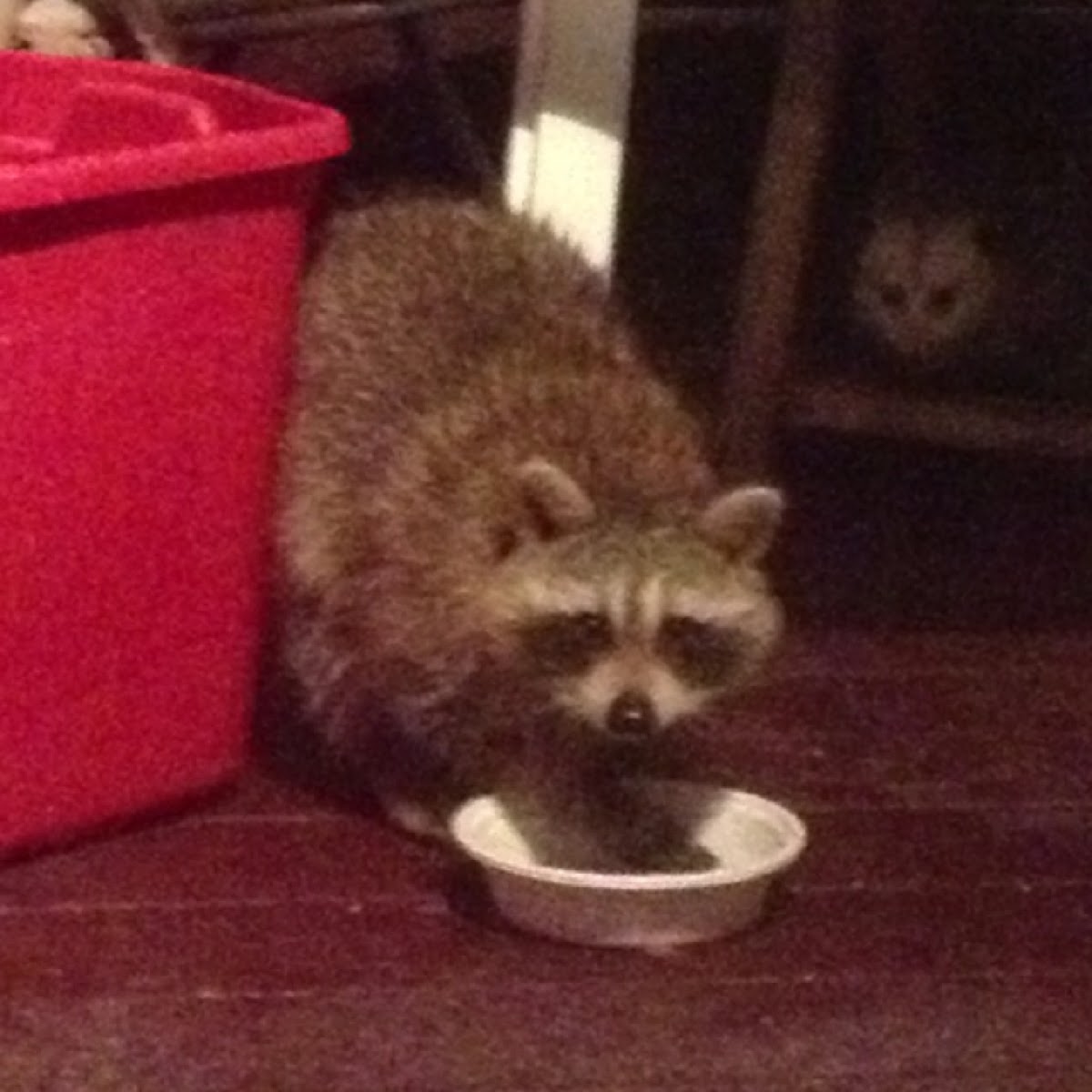 Raccoon