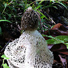 Bridal Veil Fungus