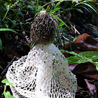 Bridal Veil Fungus