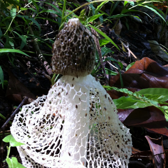Bridal Veil Fungus Project Noah