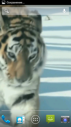 Amur Tiger Video Wallpaper