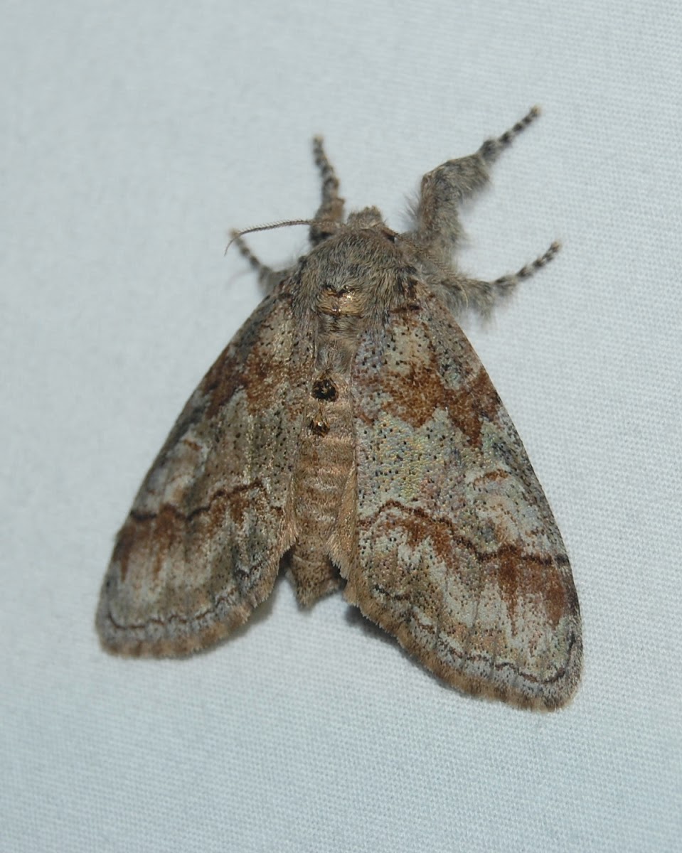 Northern Pine Tussock Moth