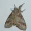 Northern Pine Tussock Moth