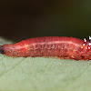 Ironbark Sawfly Larva