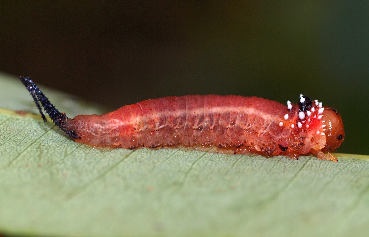 Ironbark Sawfly Larva
