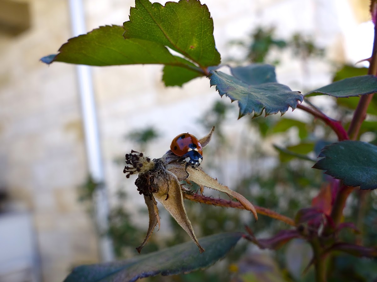 Convergent Ladybird
