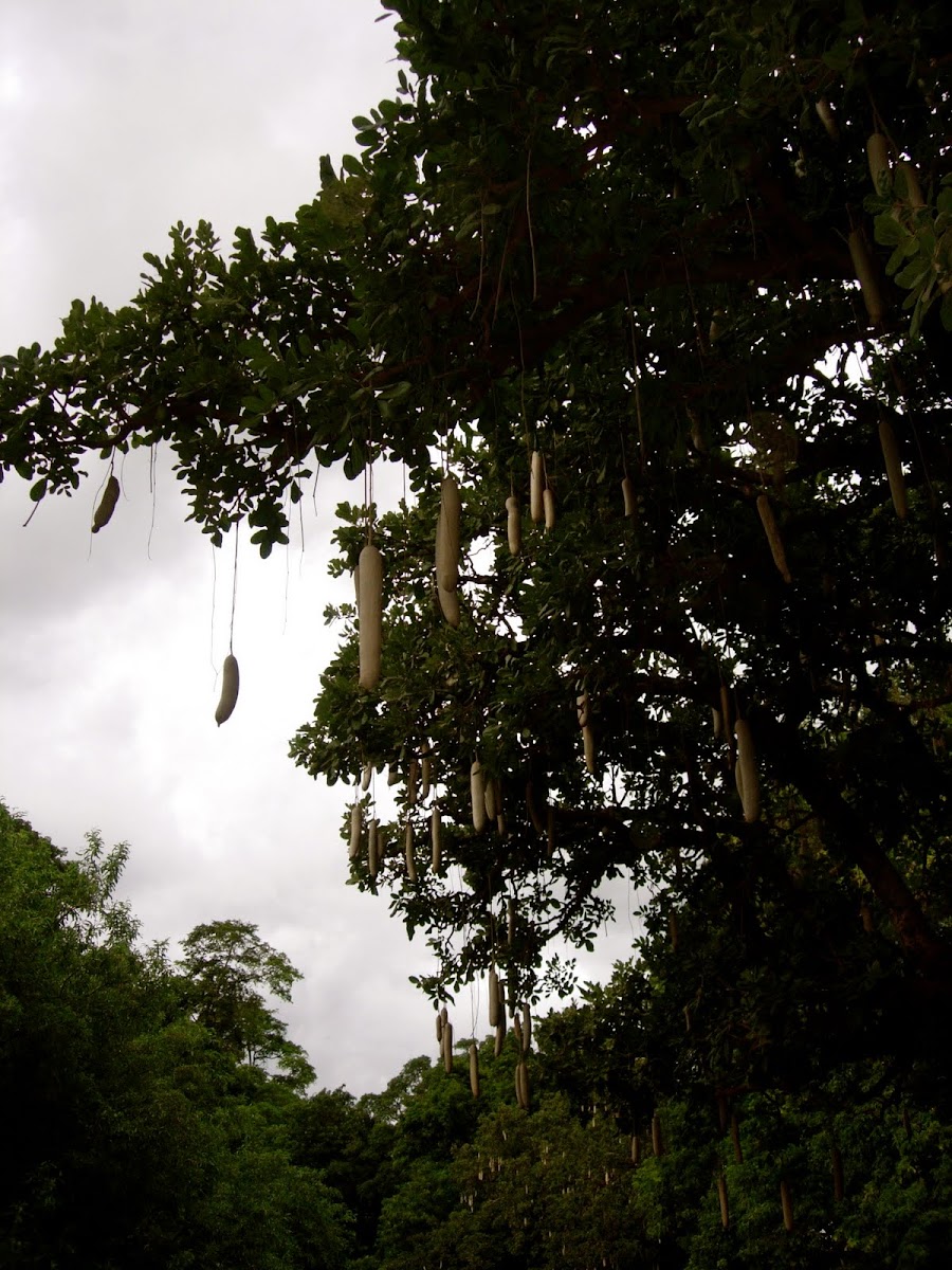Kigelia africana. Sausage tree