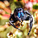 Red-backed Jumping spider