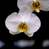 Orchid Cultivar White Flower
