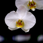 Orchid Cultivar White Flower