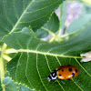 13 Spot Convergent Lady Bug
