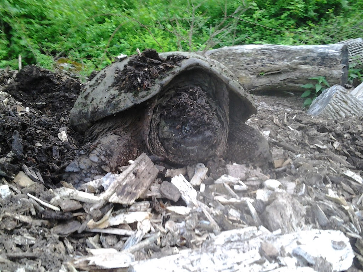 Common Snapping Turtle