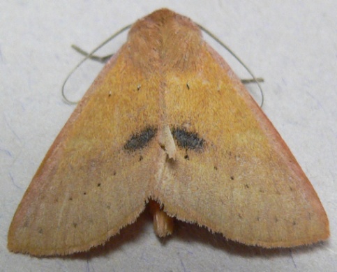 Orange Panopoda Moth