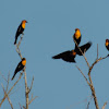 Yellow-headed Blackbird