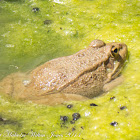 Common Frog?
