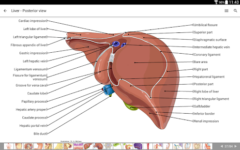 IMAIOS e-Anatomy