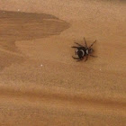Aranha papa-mosca