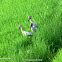 Asian openbill or Asian openbill stork