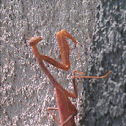 Praying Mantis