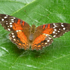 Scarlet Peacock