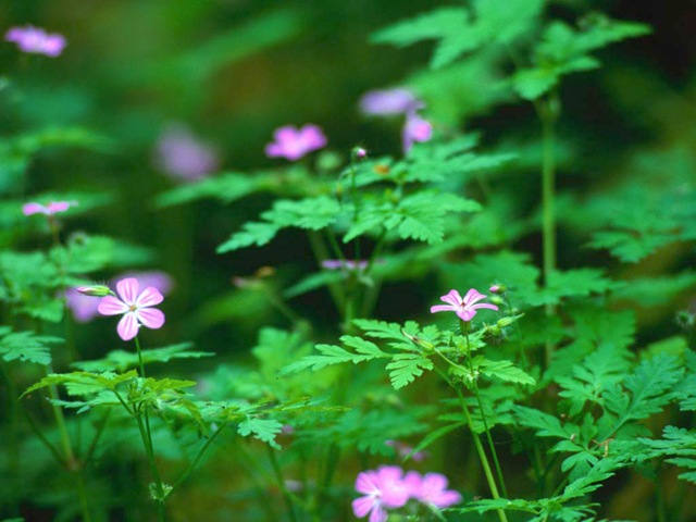[Forest Flowers[11].jpg]
