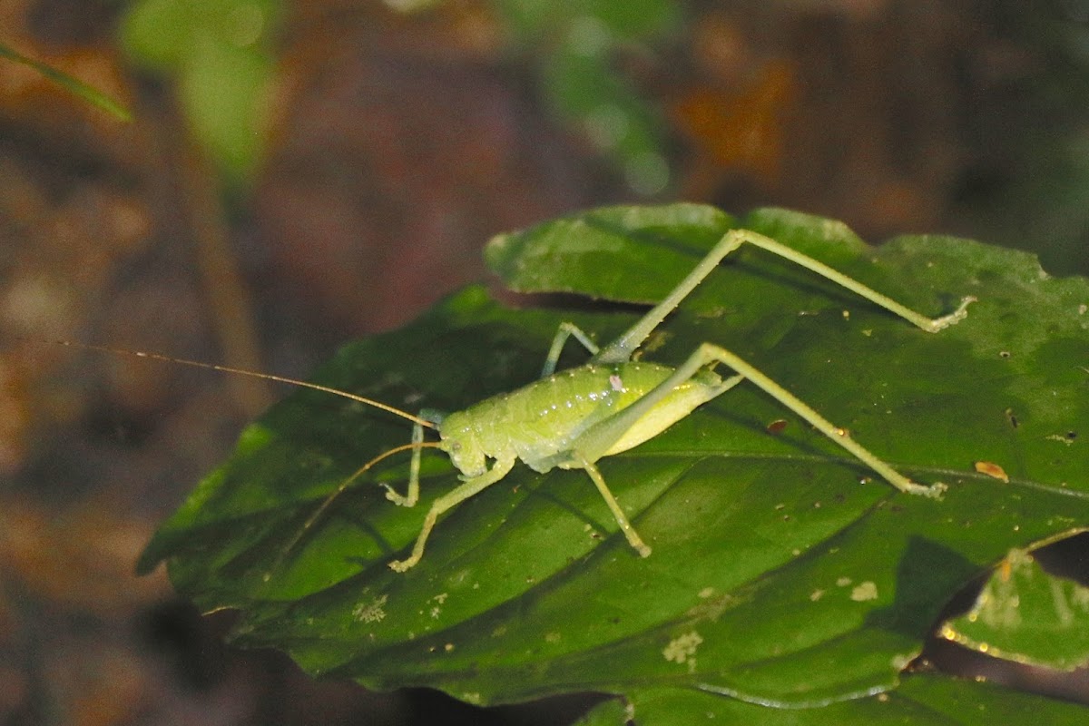 long-legged katydid