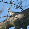 "Audubon's" Yellow-rumped Warbler