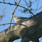 "Audubon's" Yellow-rumped Warbler
