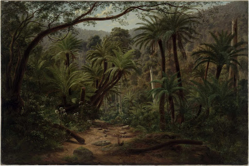 Ferntree Gully in the Dandenong Ranges
