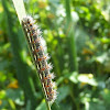 Cattail Caterpillar