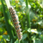 Cattail Caterpillar