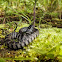 Northern Water Snake