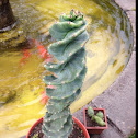 cactus espiral