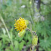 Rayless Arnica