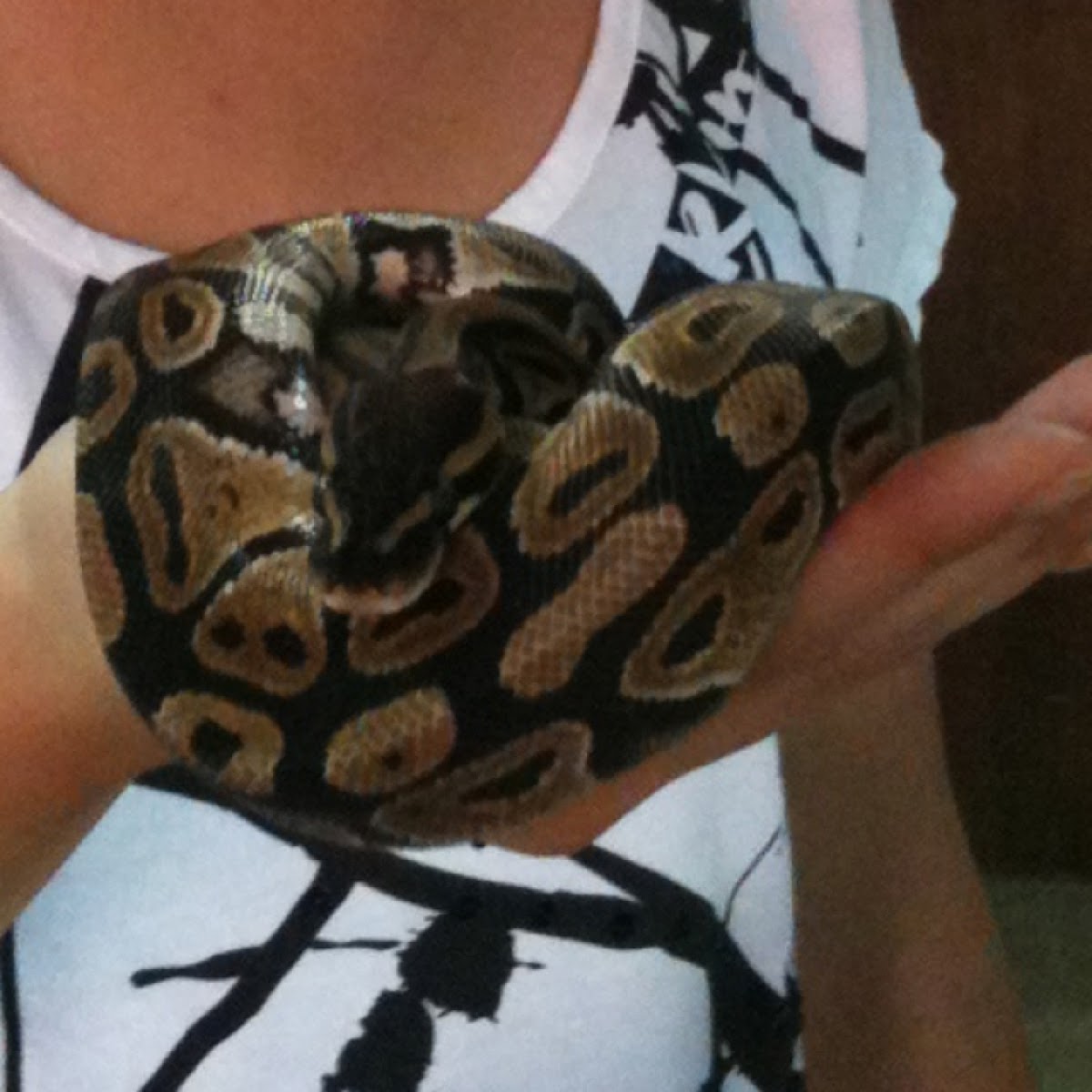 Ball python