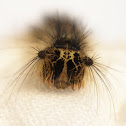 Gypsy Moth Catterpillar