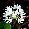 Cardwell Lily or Northern Christmas Lily