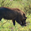 dark common warthog
