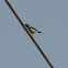 Purple Rumped Sunbird (Immature Male)