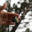 Crab-Like Spiny Orb Weaver
