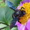 Violet Carpenter Bee or Indian Bhanvra