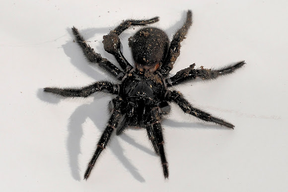 Blue Mountains Funnel Web Spider | Project Noah