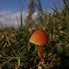 Scarlet Waxcap