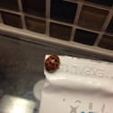 Multicolored Asian Lady Beetle