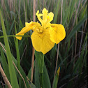 Yellow flag Iris