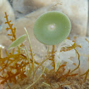 Green Alga / Zelena alga