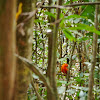 Guianan Cock of the Rock