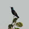 Purple Sunbird