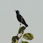 Purple Sunbird