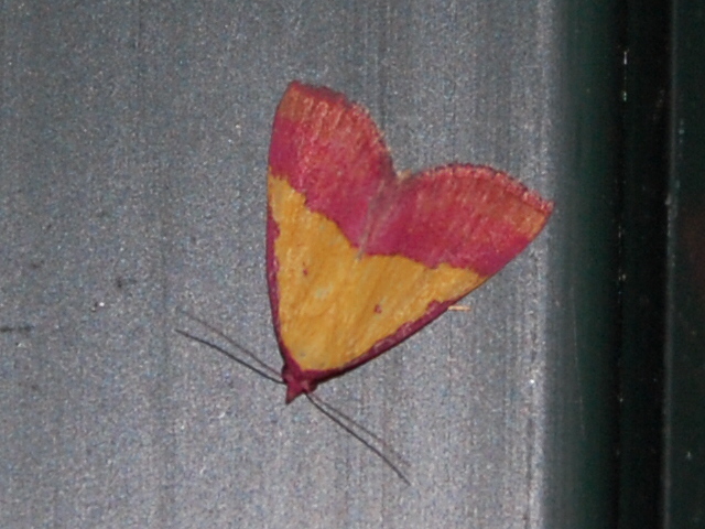 Pink-Bordered Yellow Owlet Moth